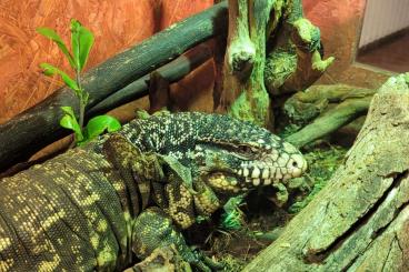 Lizards kaufen und verkaufen Photo: Argentinischer schwarz weißer teju