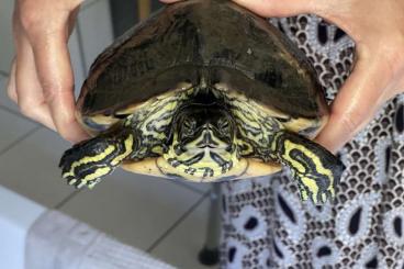 Sumpfschildkröten kaufen und verkaufen Foto: Alterssitz für Schmuckschildkröte (dazu Aquarium und Unterschrank) 