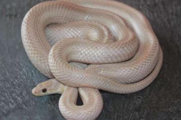 Nattern ungiftige  kaufen und verkaufen Foto: 0.1 pantherophis guttatus (Kornnatter) - Ghost Bloodred Striped