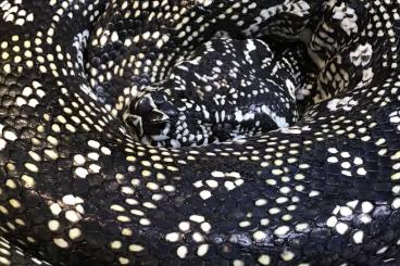 Schlangen kaufen und verkaufen Foto: Diamond Python , M.s.spilota babys from 2022 