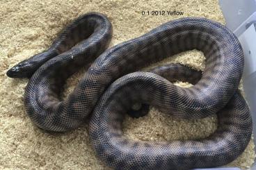 Pythons kaufen und verkaufen Foto: Blackhead pythons / A.melanocephalus 