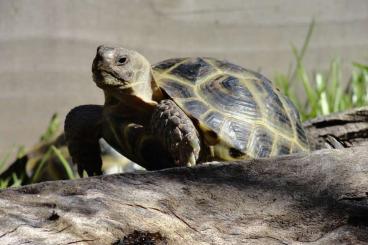 Tortoises kaufen und verkaufen Photo: Russische Vierzehenschildkröten NZ