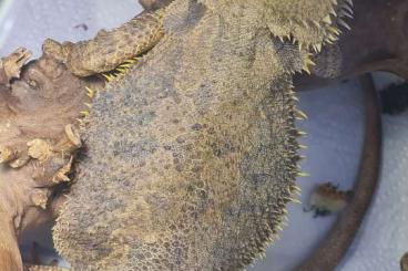 Bearded dragons kaufen und verkaufen Photo: Bartagame schweren Herzens abzugeben 