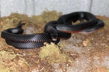 Giftschlangen kaufen und verkaufen Foto: Breeding pair Redbellyblacksnake!!