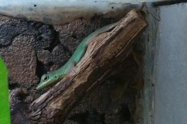 other lizards kaufen und verkaufen Photo: Anolis roquet summus for sale