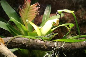 andere Echsen kaufen und verkaufen Foto: Anolis roquet summus for sale andere Echsen kaufen und verkaufen Foto: Anolis roquet summus for sale