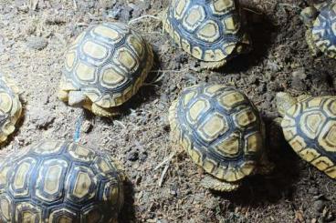 Turtles and Tortoises kaufen und verkaufen Photo: Stigmochelys pardalis      