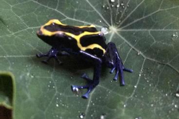 Pfeilgiftfrösche kaufen und verkaufen Foto: 4er Gruppe Dendrobates nominant nur zusammen für 120,-€ abzugeben