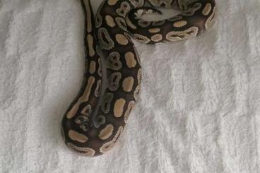 Ball Pythons kaufen und verkaufen Photo: 50€ / Biete Mystic Königspython 1.0