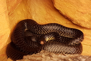Schlangen kaufen und verkaufen Foto: Hierophis viridiflavus cabonarius NZ 2021