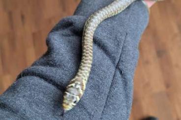 Snakes kaufen und verkaufen Photo: Hierophis viridiflavus carbonarius 0,1 CB 21 Snakes kaufen und verkaufen Photo: Hierophis viridiflavus carbonarius 0,1 CB 21