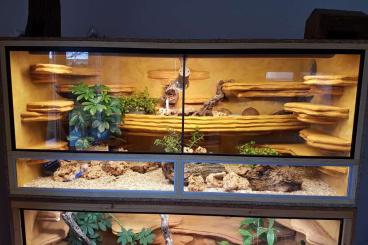 Enclosures kaufen und verkaufen Photo: OSB Terrarium 150x60x110 Enclosures kaufen und verkaufen Photo: OSB Terrarium 150x60x110