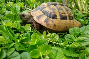 Landschildkröten kaufen und verkaufen Foto: Biete 1,0 Teustudo hermanni boettgeri 