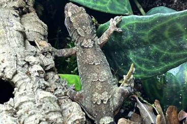 Geckos kaufen und verkaufen Foto: Ptyodactylus, Bavayia, Eublepharis, Lepidodactylus, Hemiphyllodactylus
