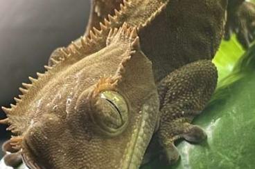 Geckos kaufen und verkaufen Photo: Correlophus ciliatus aus eigener Zucht Geckos kaufen und verkaufen Photo: Correlophus ciliatus aus eigener Zucht