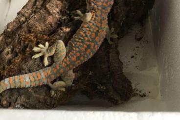 Geckos kaufen und verkaufen Foto: Suche tokeh Weibchen gekko gecko 