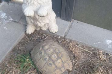 Tortoises kaufen und verkaufen Photo: Griechische Landschildkröte weiblich                                  