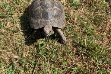 Landschildkröten kaufen und verkaufen Foto: Maurische weibliche Landschildkröten 