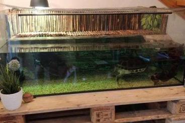 Schildkröten  kaufen und verkaufen Foto: 2 Wasserschildkröten + Aqua-Terrarium mit Technik und Unterschrank