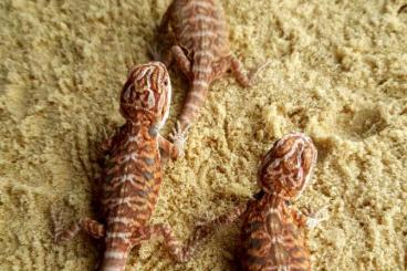 Lizards kaufen und verkaufen Photo: Biete Bartagamen