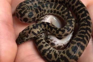 Pythons kaufen und verkaufen Photo: Spotter python couple for sale