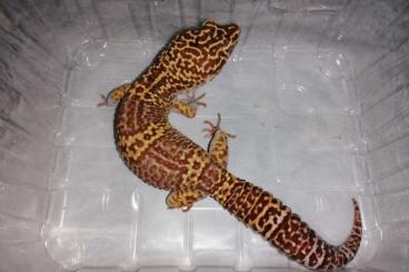 Lizards kaufen und verkaufen Photo: Leopardgeckos zu verkaufen
