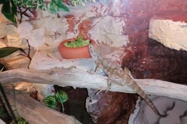 Lizards kaufen und verkaufen Photo: Zwergbartagame mit Terrarium 