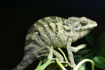 Chamäleons kaufen und verkaufen Foto: 0.1 Furcifer Pardalis Antalaha