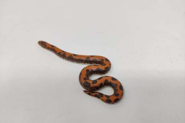 Boas kaufen und verkaufen Photo: Sell a clutch of Normal x Dodoma (Eryx colubrinus) Boas kaufen und verkaufen Photo: Sell a clutch of Normal x Dodoma (Eryx colubrinus)