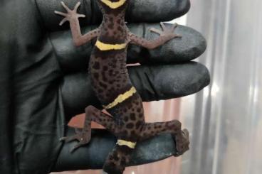 Geckos kaufen und verkaufen Photo: Goniurosaurus lichtenfelderi CB2021 0.2 Geckos kaufen und verkaufen Photo: Goniurosaurus lichtenfelderi CB2021 0.2