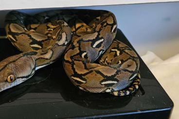Pythons kaufen und verkaufen Photo: Python Reticulatus Selayar het Mocha het Albino 