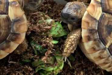 Landschildkröten kaufen und verkaufen Foto: Griechische Landschildkröten NZ 2020 suchen neues Zuhause 