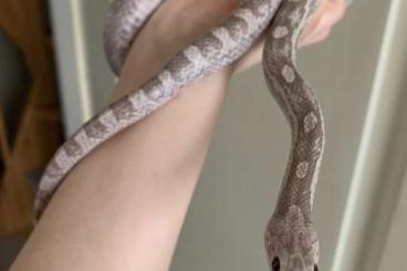 Schlangen kaufen und verkaufen Foto: Schöne, gesunde Kornnatter sucht schlangengerechtes Zuhause