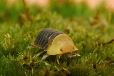 Krebstiere terrestrisch kaufen und verkaufen Foto: Cubaris/Sinodillo/Cristarmadillidium/Armadillidium Asseln Isopods Krebstiere terrestrisch kaufen und verkaufen Foto: Cubaris/Sinodillo/Cristarmadillidium/Armadillidium Asseln Isopods