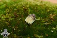 Bild 7/8