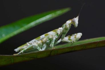 other Arthropoda kaufen und verkaufen Photo: 0.1 Harpagomantis tricolor adult other Arthropoda kaufen und verkaufen Photo: 0.1 Harpagomantis tricolor adult