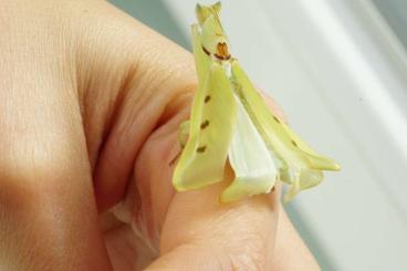 other Arthropoda kaufen und verkaufen Photo: 0.1 Helvia Cardinalis adult / Gelbe Orchideenmantis / Gottesanbeterin