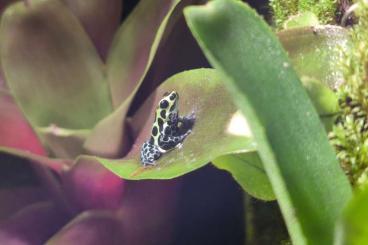 Poison dart frogs kaufen und verkaufen Photo: 0.0.2 Ranitomeya Variabilis Southern Poison dart frogs kaufen und verkaufen Photo: 0.0.2 Ranitomeya Variabilis Southern