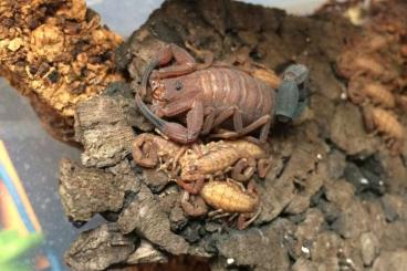 Scorpions kaufen und verkaufen Photo: Scorpion offer: H. garridoi, C. flavopictus and more
