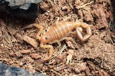 Scorpions kaufen und verkaufen Photo: Scorpion offer 06/24 scorplings and young pairs