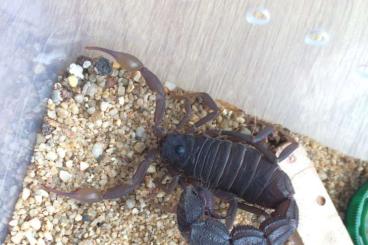 Skorpione kaufen und verkaufen Foto: Scorpion offer: Centruroides, Leiurus and more