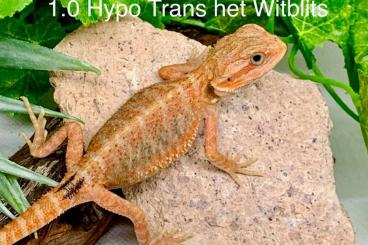 Bartagamen kaufen und verkaufen Foto: Bartagame Dunner Hypo Trans het Hypo het Trans Witblits