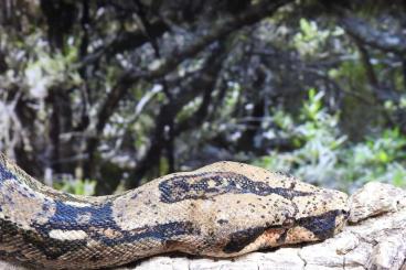 Boas kaufen und verkaufen Photo: Boa c.i. ssp., Boa c.c ssp.