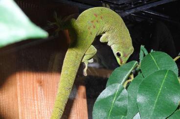 Geckos kaufen und verkaufen Foto: Phelsuma grandis-Madagaskar Taggecko
