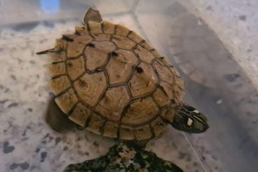 Tortoises kaufen und verkaufen Photo: Falsche Landkarten-Höckerschildkröte - Mapa Schildkröte 