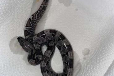 Boas kaufen und verkaufen Foto: Boa - IMG 66%het Snow, Anery IMG 66%het Snow, Albino IMG 66% het Snow Boas kaufen und verkaufen Foto: Boa - IMG 66%het Snow, Anery IMG 66%het Snow, Albino IMG 66% het Snow