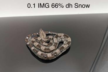 Boas kaufen und verkaufen Foto: Boa - IMG 66% dh Snow, Anery IMG 66% het Albino, Albino IMG 66% het An Boas kaufen und verkaufen Foto: Boa - IMG 66% dh Snow, Anery IMG 66% het Albino, Albino IMG 66% het An