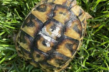Tortoises kaufen und verkaufen Photo: Griechische Landschildkröten NZ2020