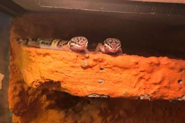 Geckos kaufen und verkaufen Foto: junge Leopardgeckos auf weibchen inkubiert geschlüpft 7/22
