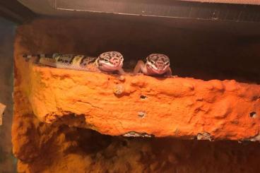 Geckos kaufen und verkaufen Photo: junge Leopardgeckos auf weibchen inkubiert geschlüpft 7/22